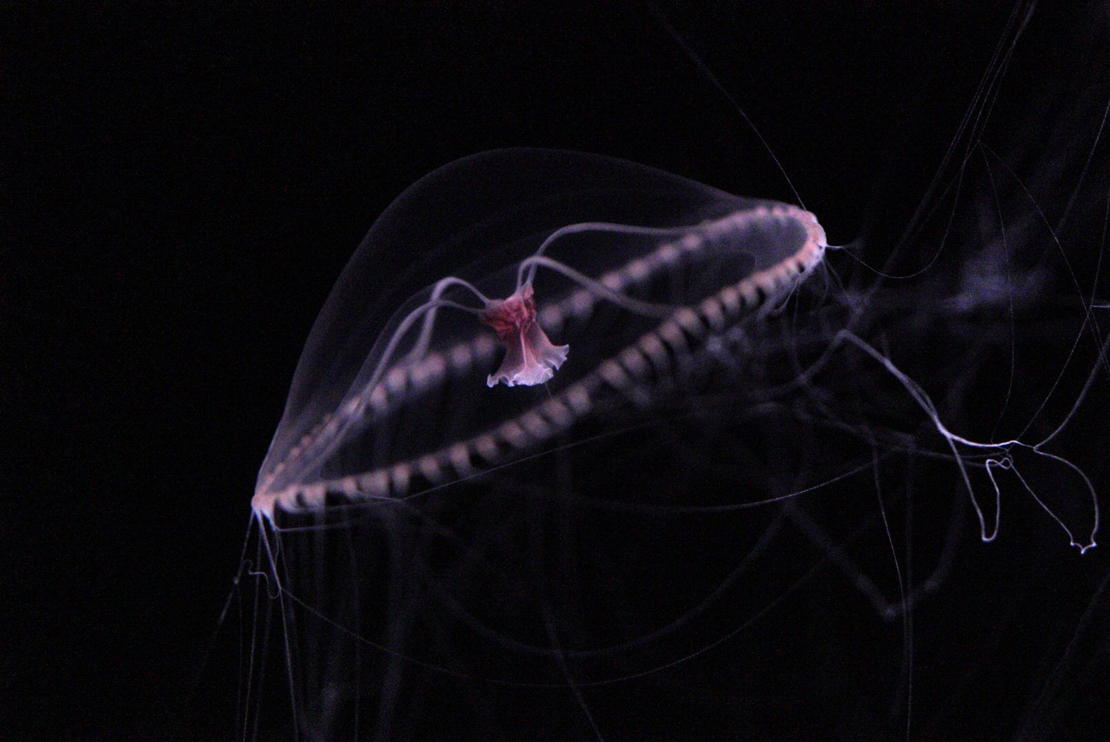 Purple Lipped Jelly (Earlaria Pupurea)