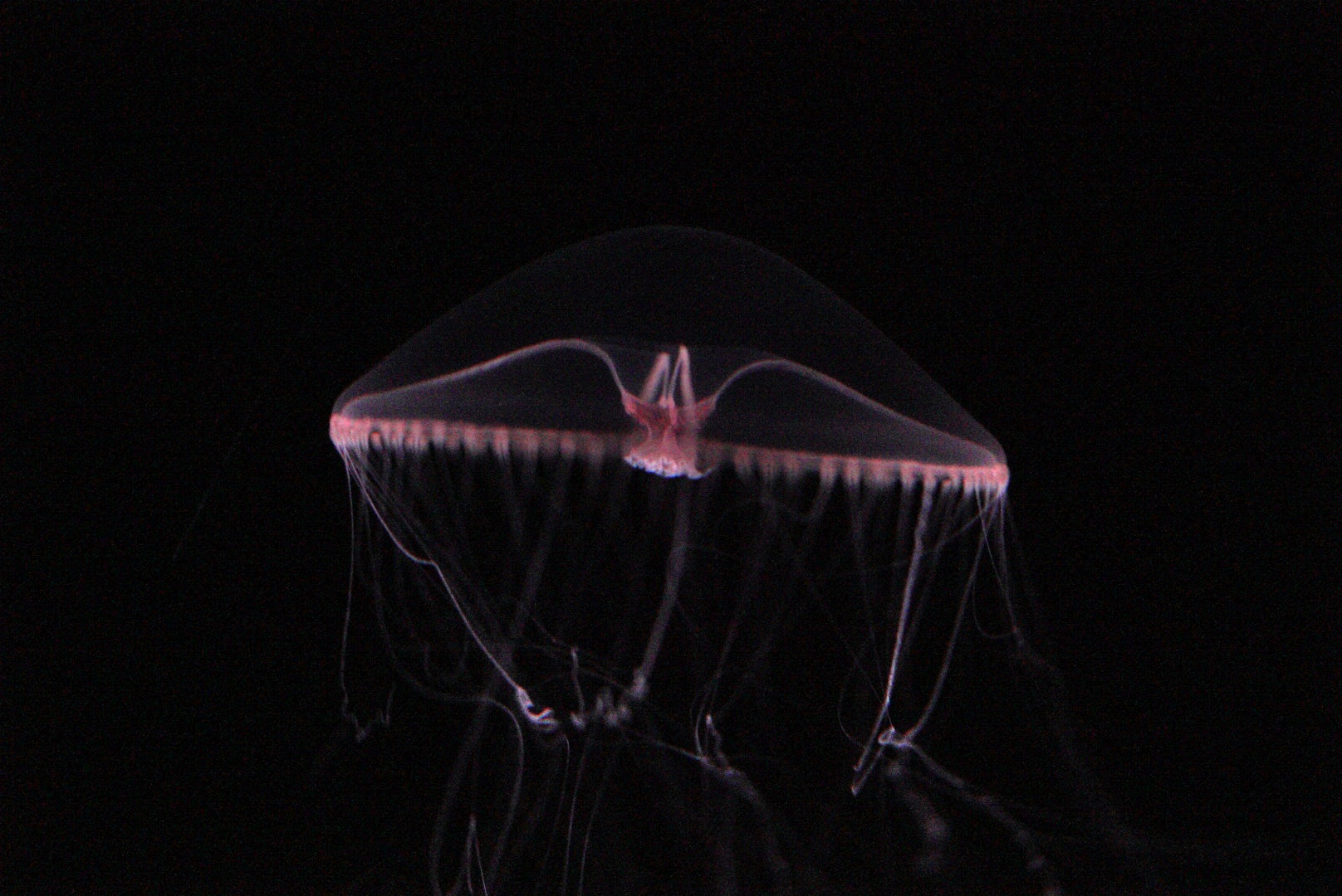 Purple Lipped Jelly (Earlaria Pupurea)