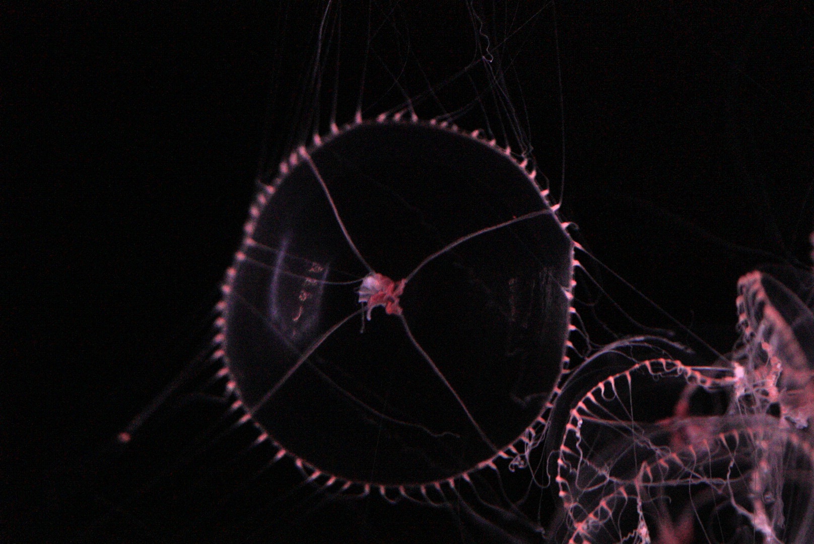 Purple Lipped Jelly (Earlaria Pupurea)