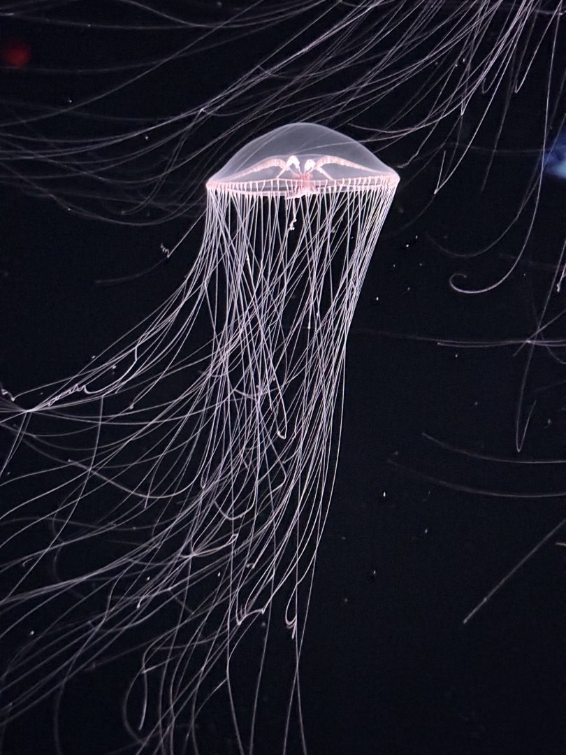 Purple-Lipped Jelly