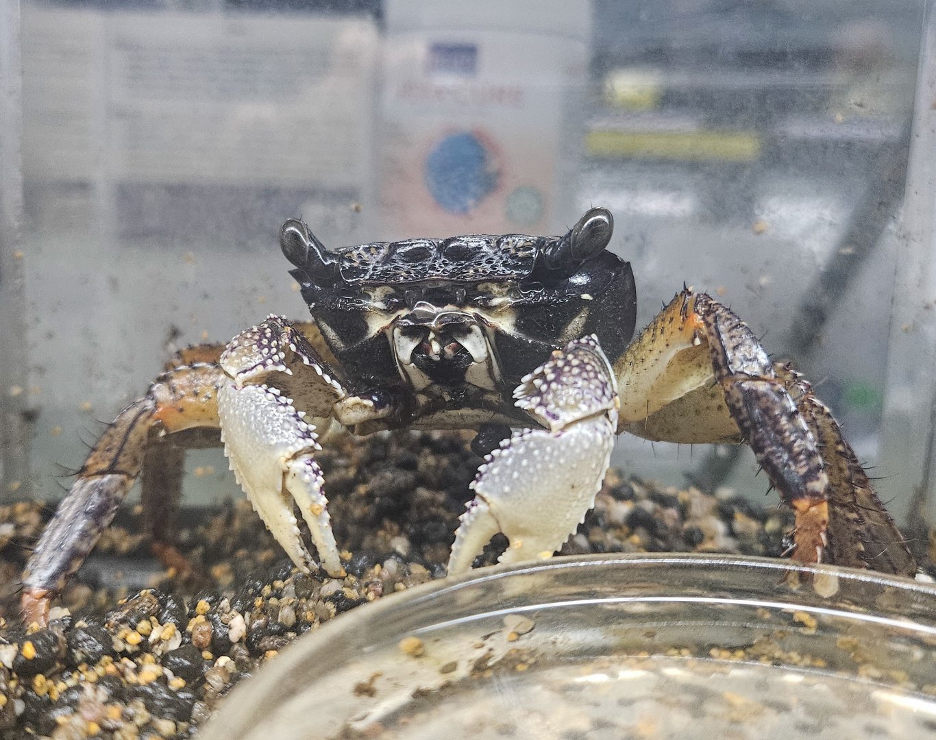 Purple Mangrove Crab (Goniopsis pelii)