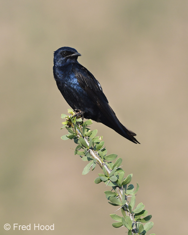 purple martin (male)