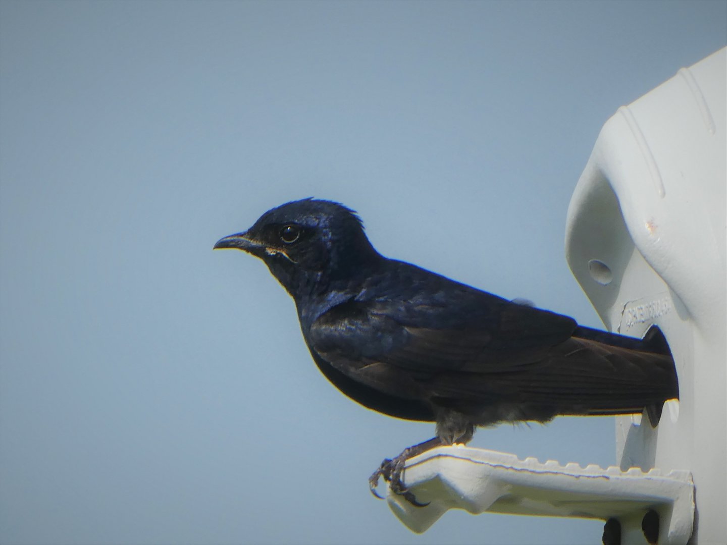 Purple Martin