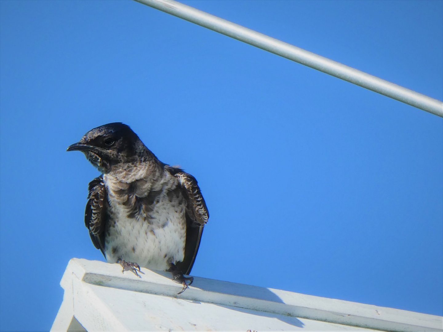 Purple Martin