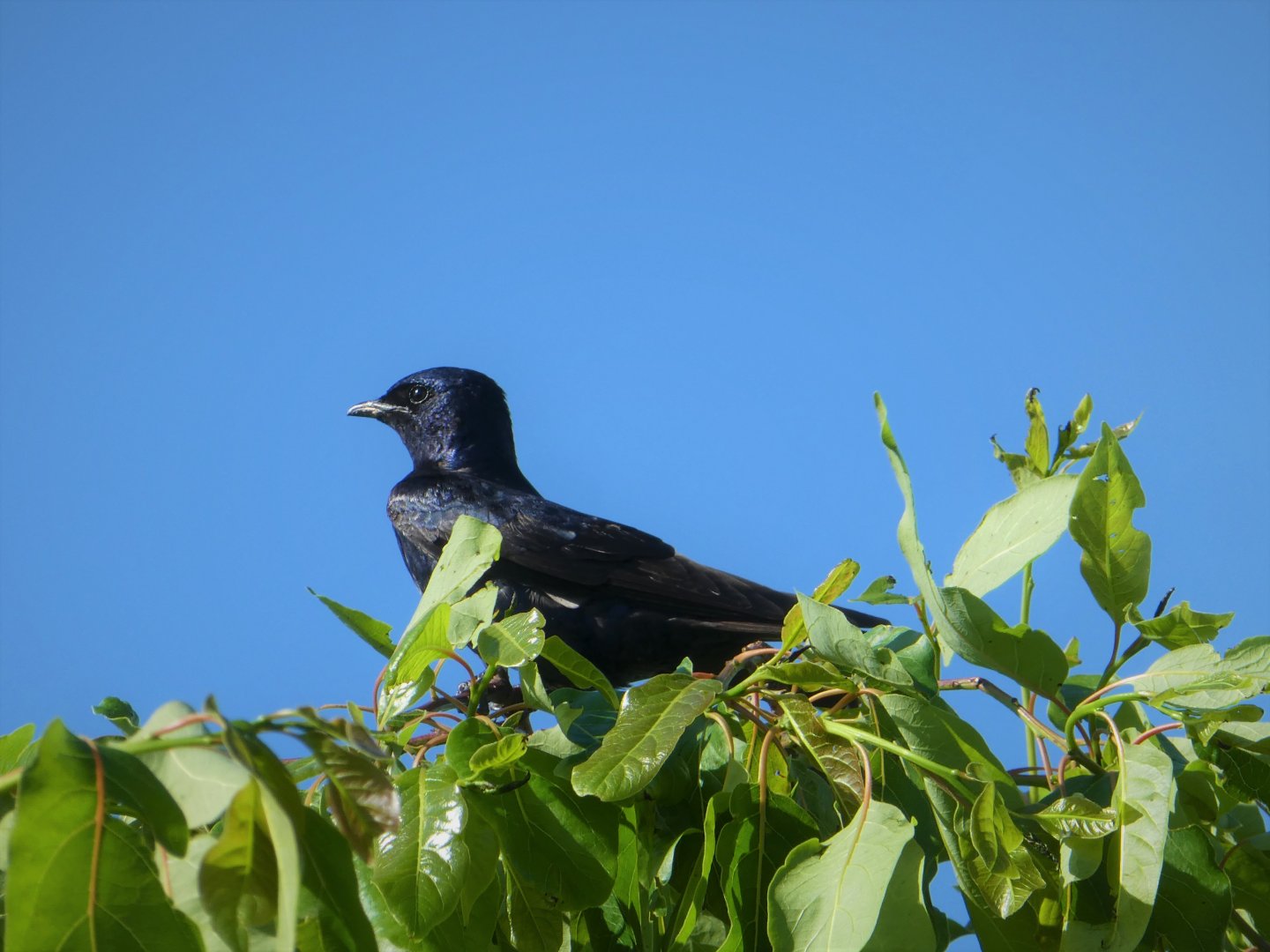 Purple Martin