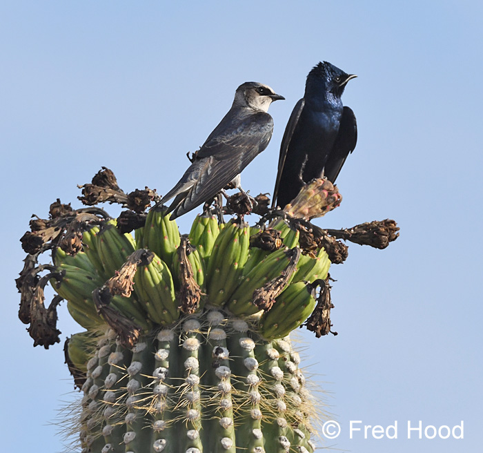 purple martins (sexually dimorphic)