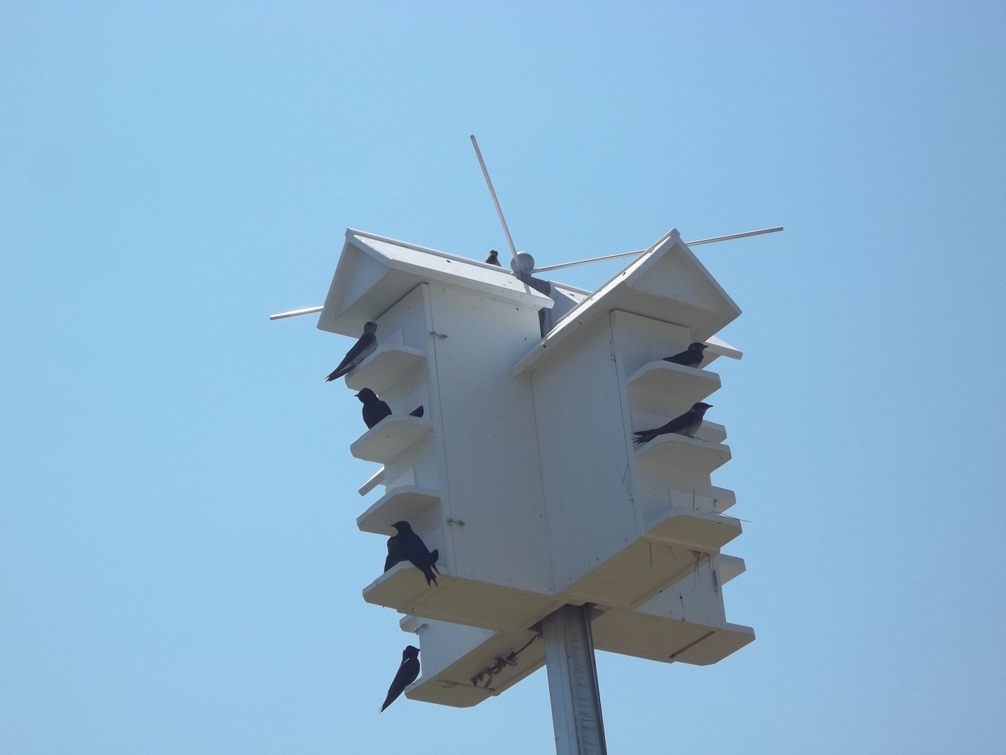 Purple Martins