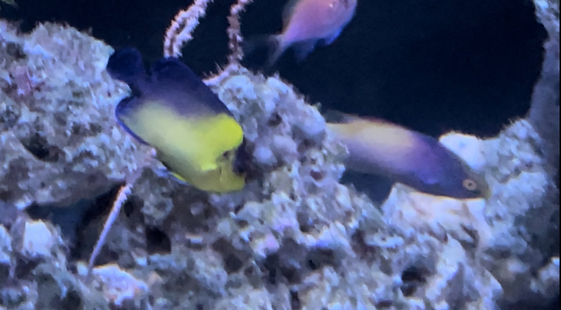purple masked angelfish and rhomboid wrasse
