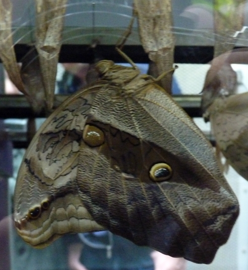 Purple mort bleu butterfly (Eryphanis automedon)