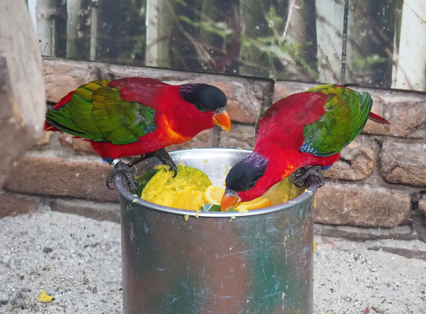 Purple-naped lories (Lorius domicella), 2022-08-28