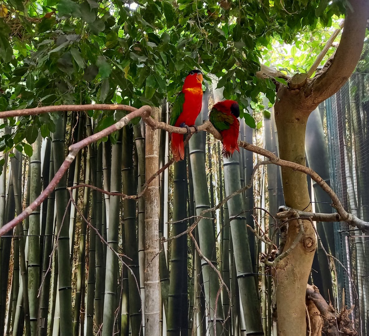 Purple-naped lories
