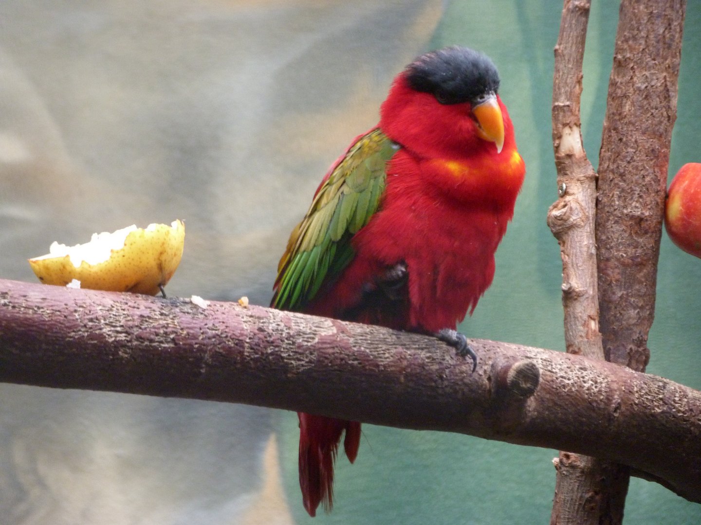 Purple-naped lorikeet -Zoologischer Garten Berlin (2024)