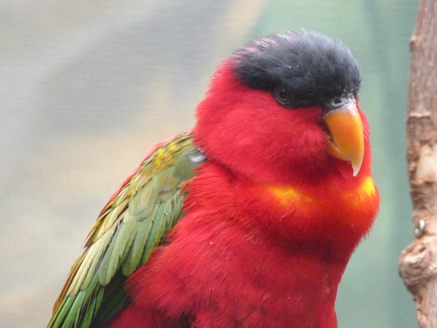 Purple-naped lorikeet -Zoologischer Garten Berlin (2024)