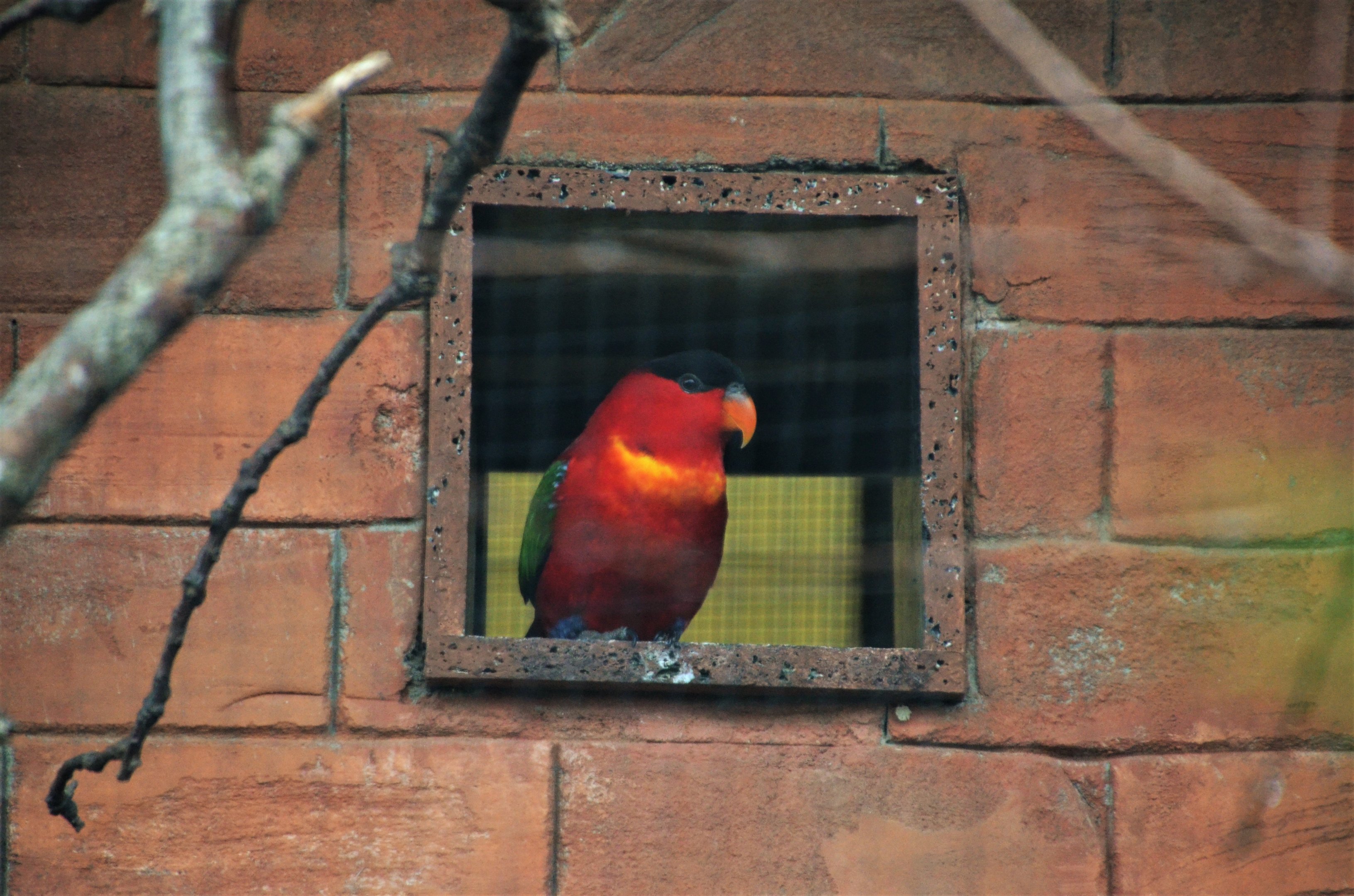 Purple-naped Lory at Chester 07/03/19