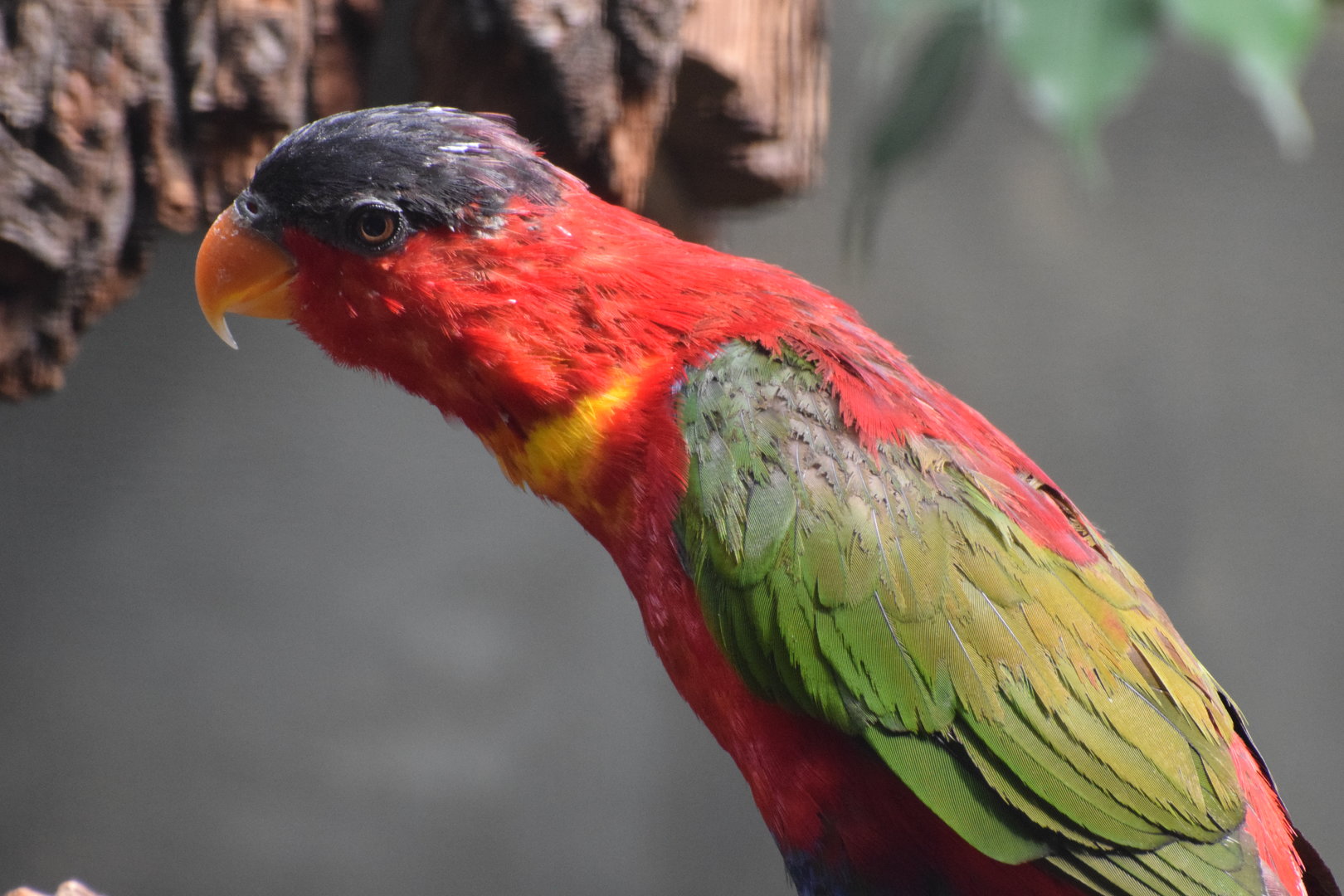 Purple-naped lory - August 2023