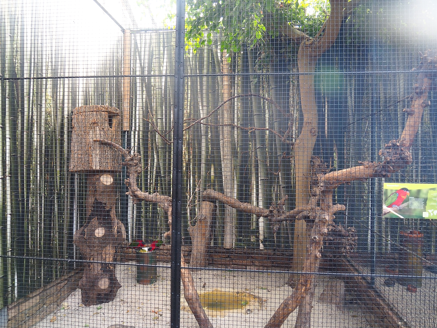 Purple-naped lory aviary, 2022-08-28