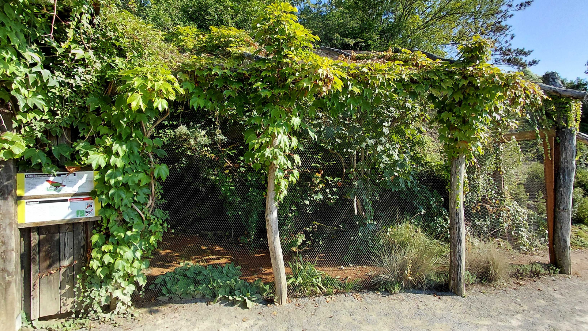 Purple-naped lory aviary