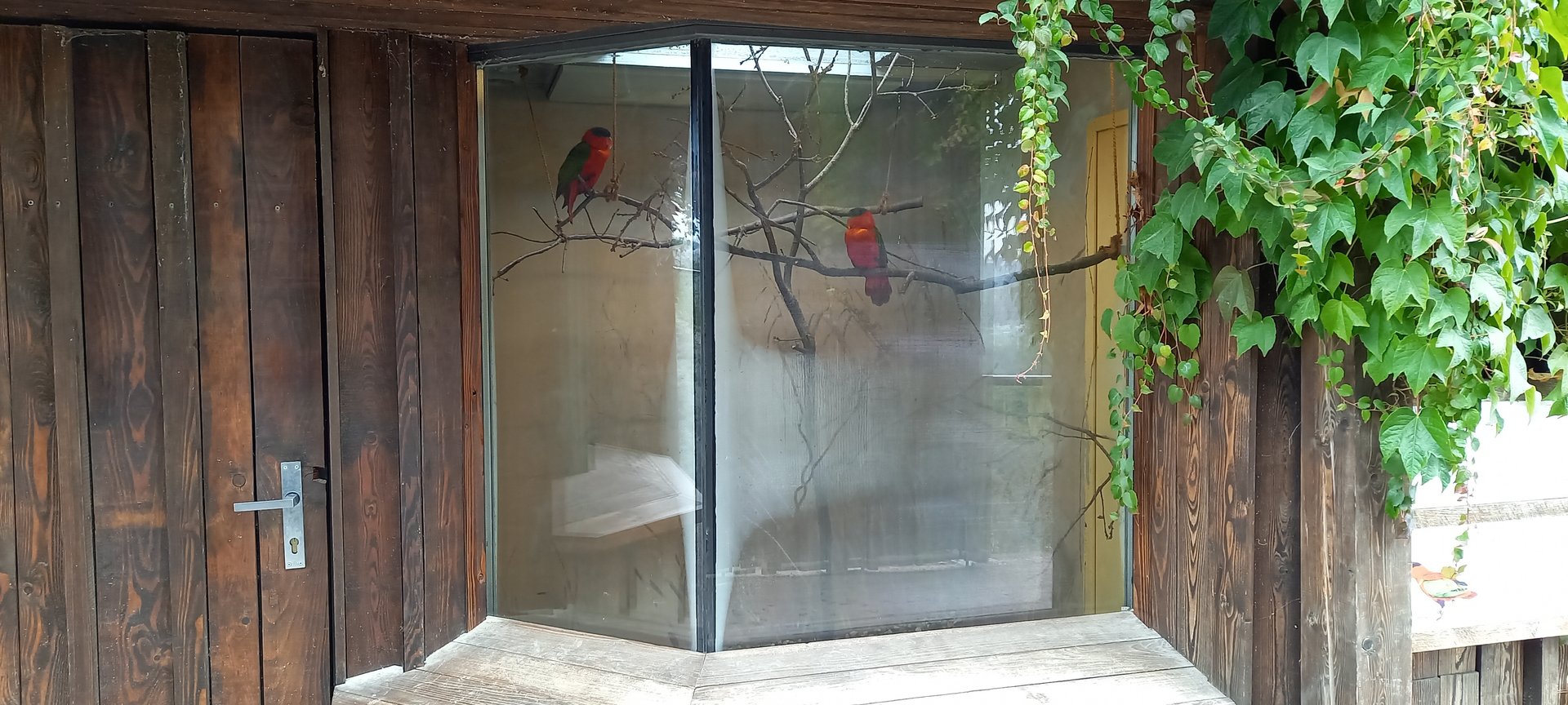 Purple-naped lory indoor aviary