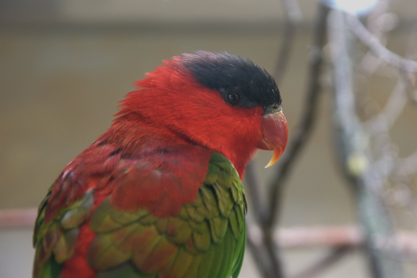Purple-naped Lory (Lorius domicella), 12-09-25