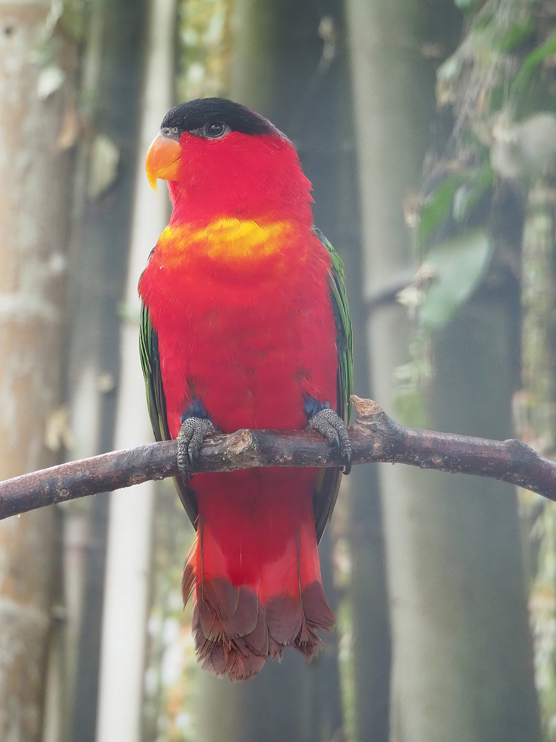Purple-naped lory (Lorius domicella), 2022-08-28