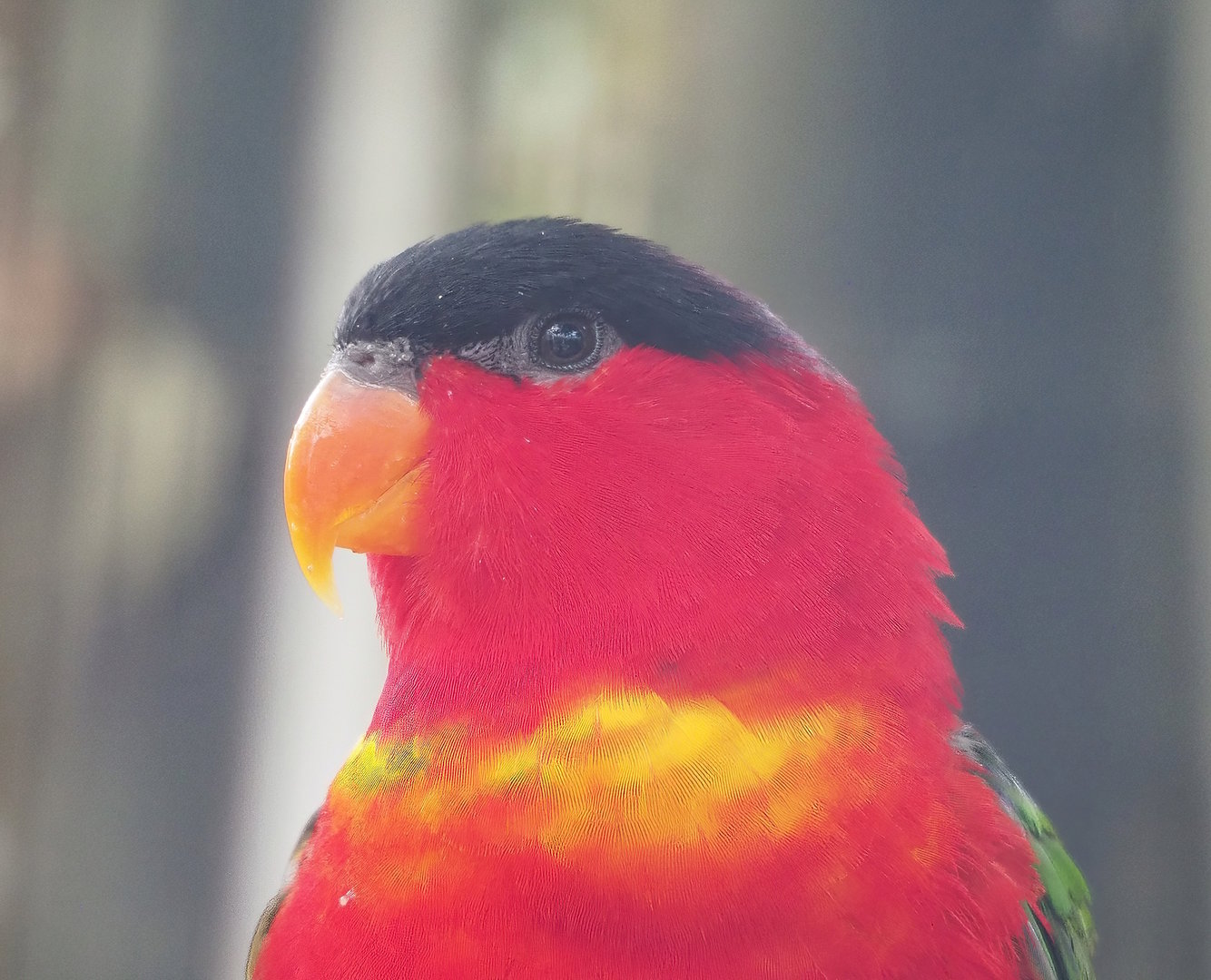 Purple-naped lory (Lorius domicella), 2022-08-28