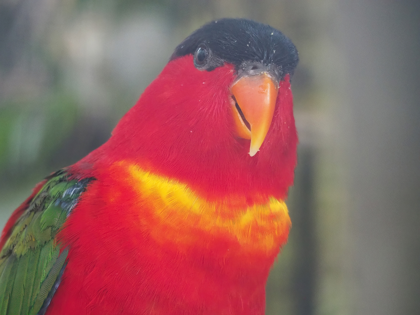 Purple-naped lory (Lorius domicella), 2022-08-28