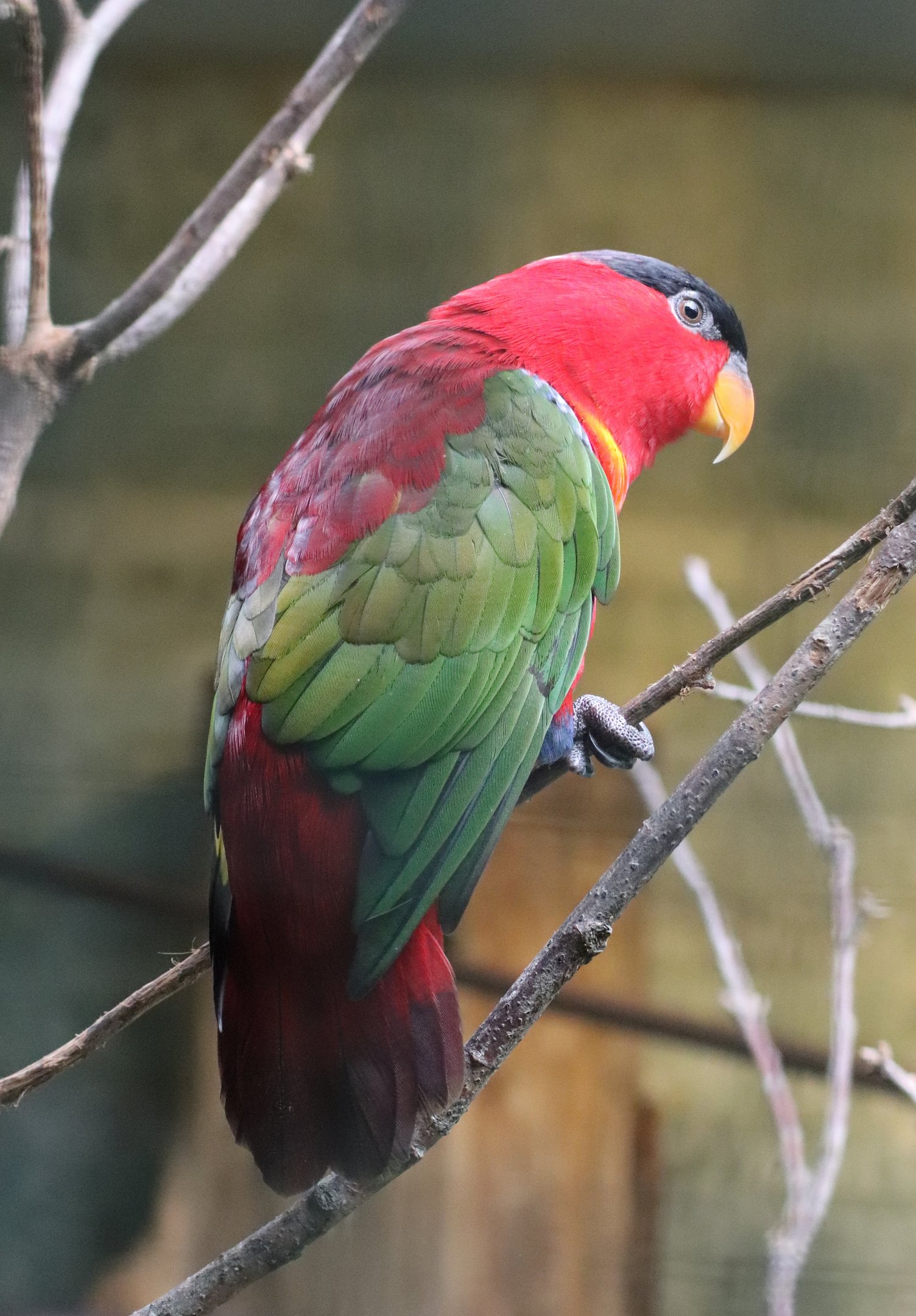 Purple-naped lory (Lorius domicella)