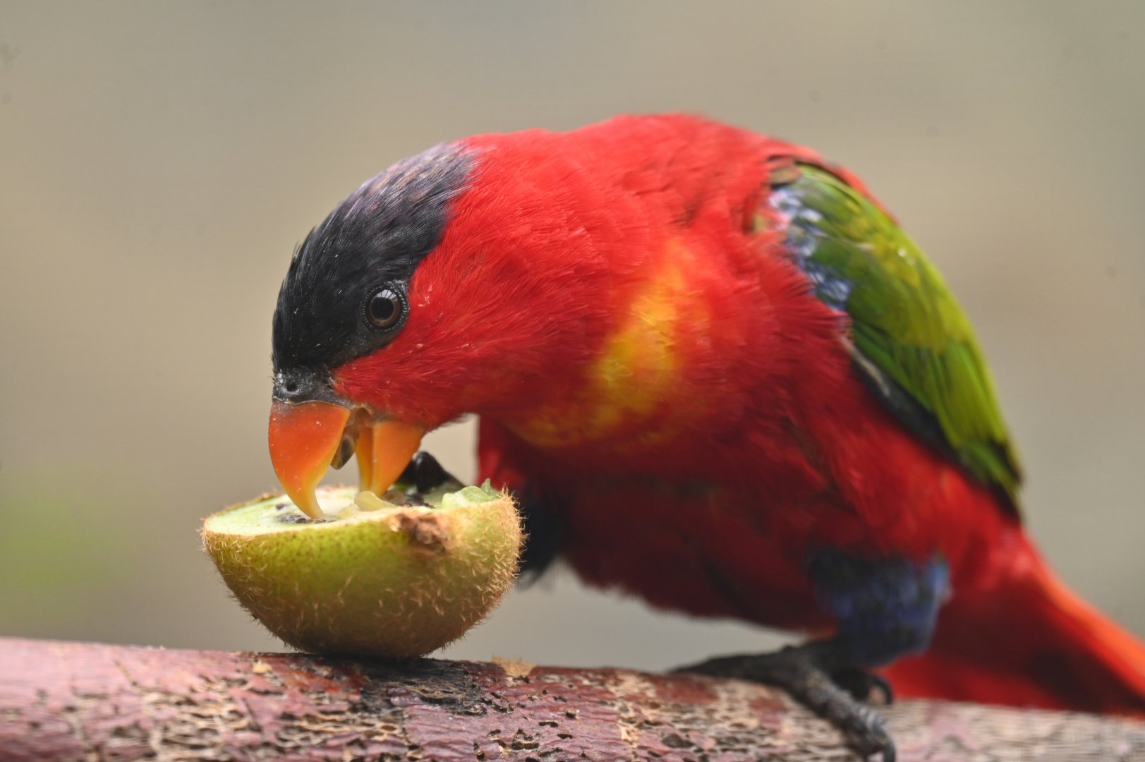 Purple-naped Lory Lorius domicella