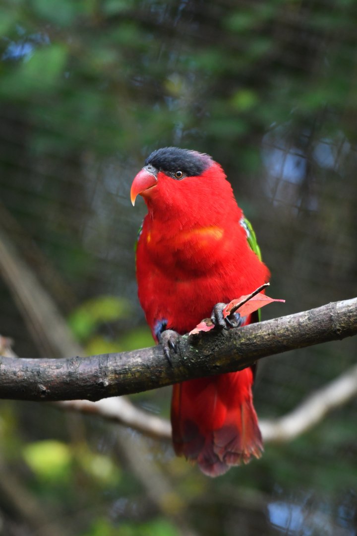 Purple-naped lory Lorius domicella