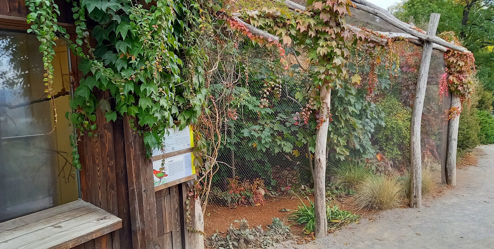 Purple-naped lory outdoor-aviary