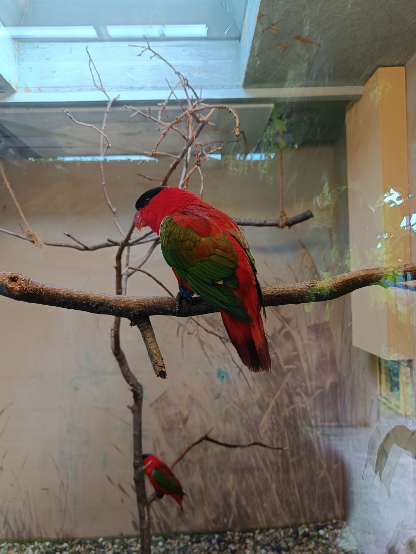 Purple-naped Lory - Parrot Trail