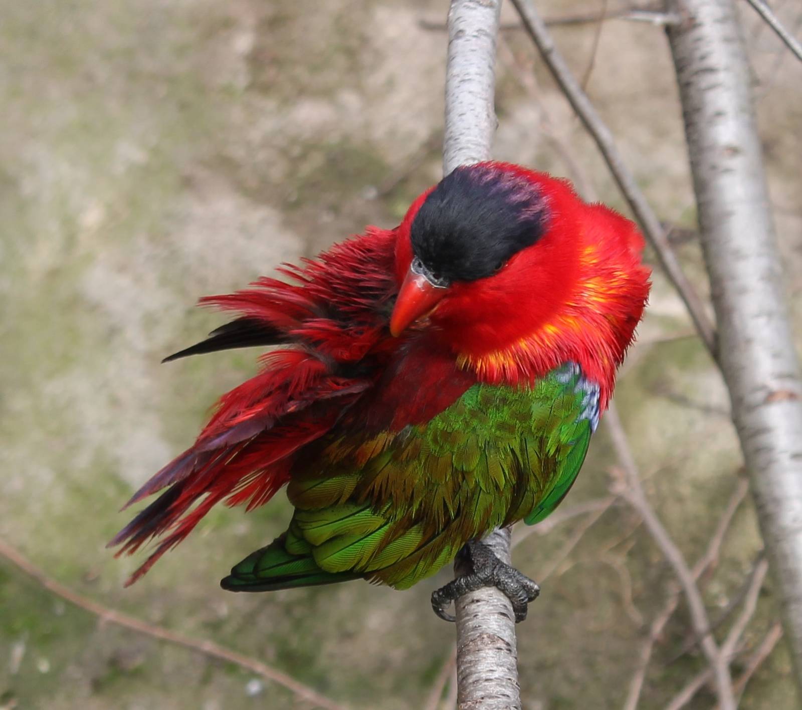 Purple-naped lory