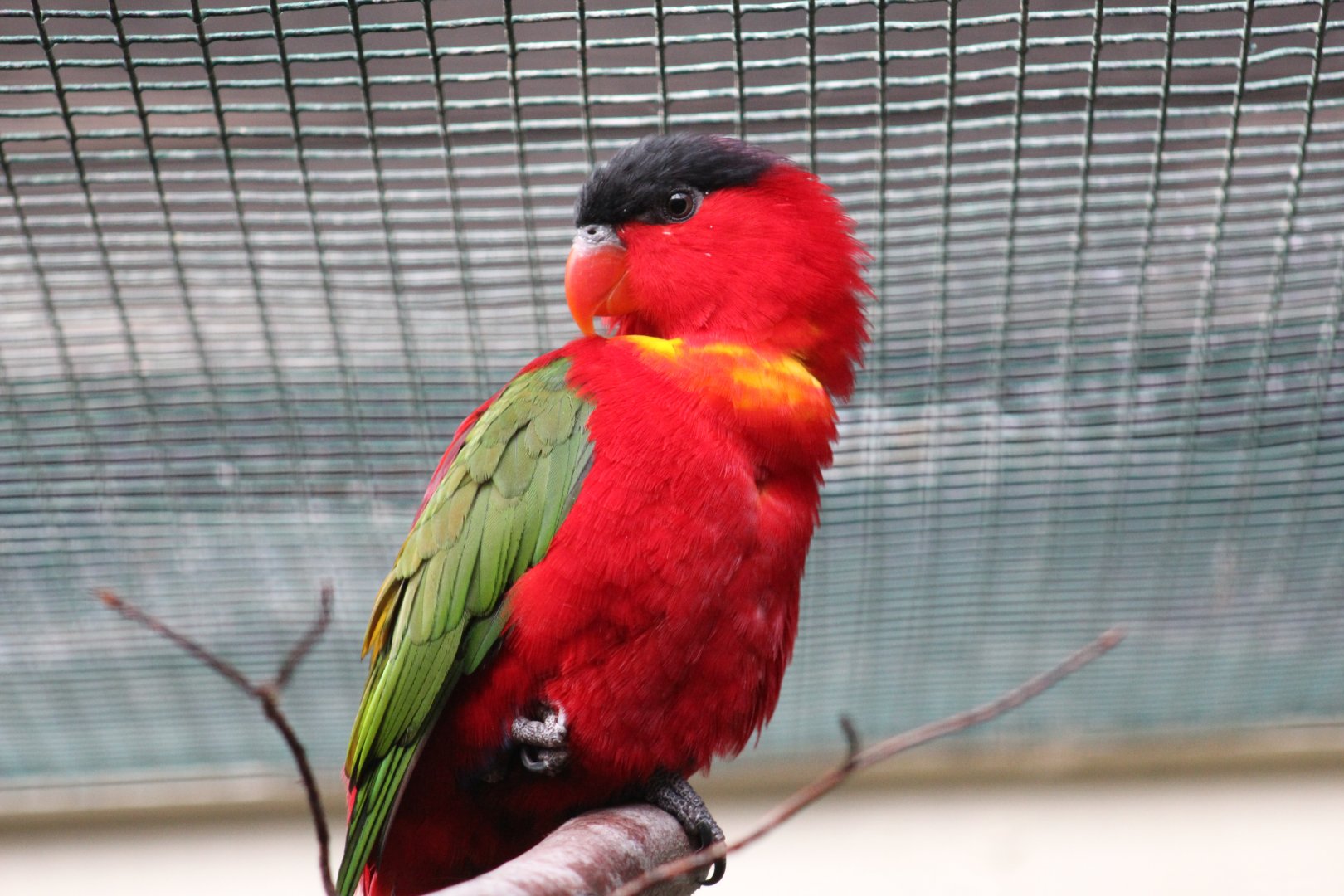 Purple-Naped Lory