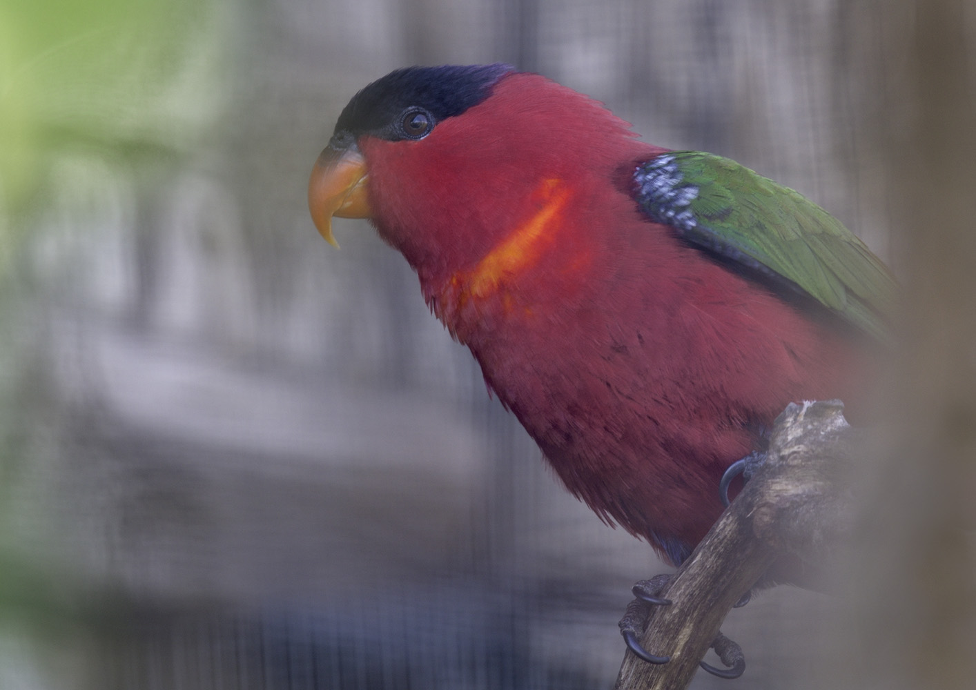 Purple-naped lory