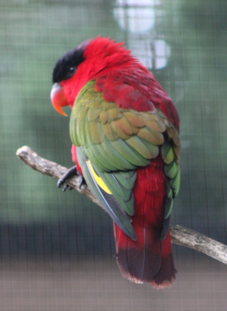 Purple-naped lory