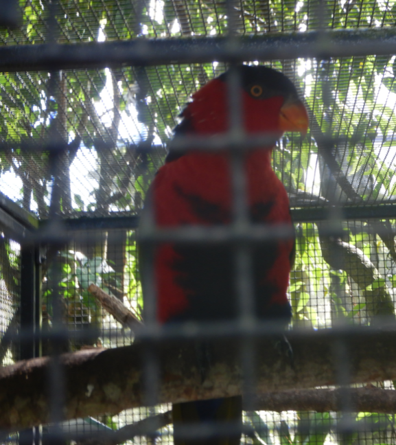 Purple-Naped Lory