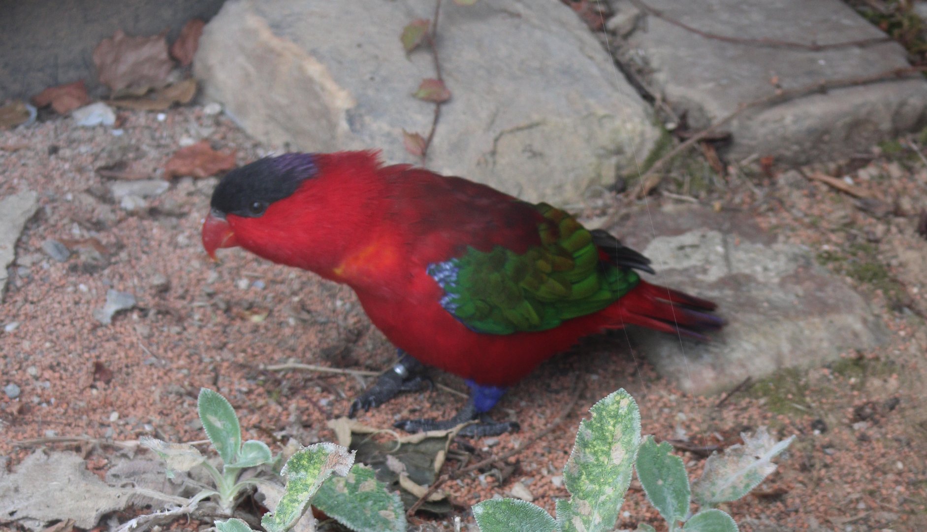 Purple-naped lory