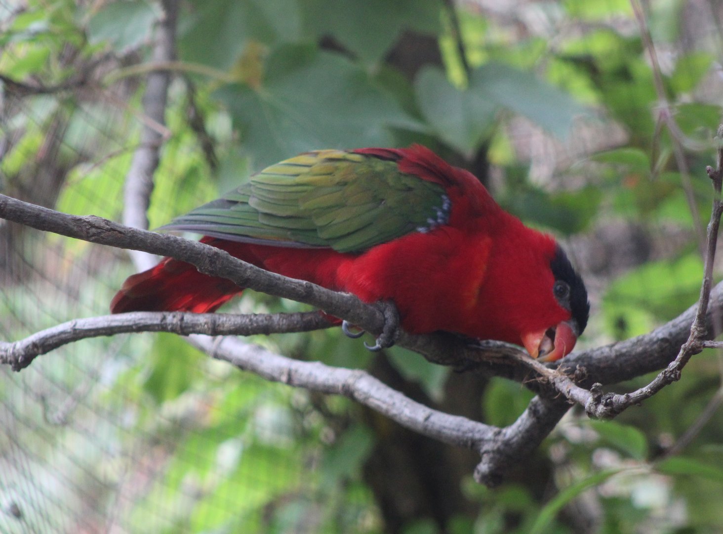 Purple-naped lory