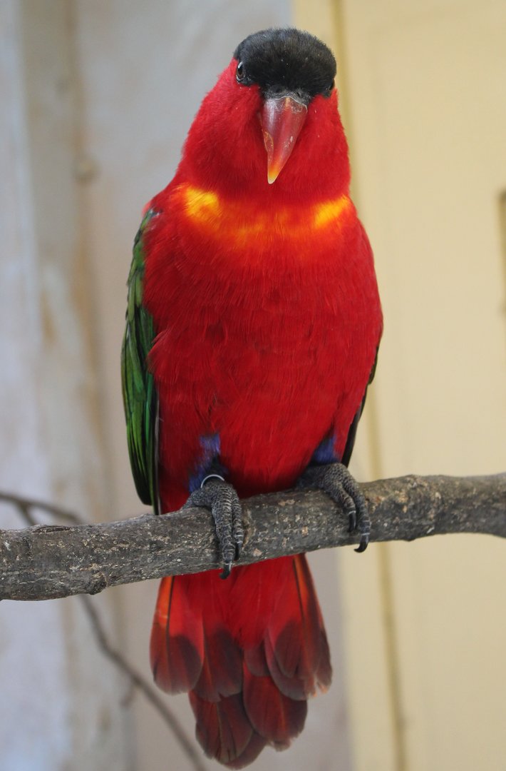 Purple-naped lory