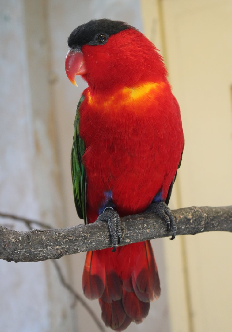 Purple-naped lory