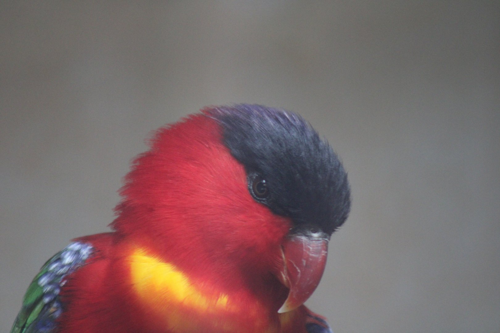 Purple-naped Lory