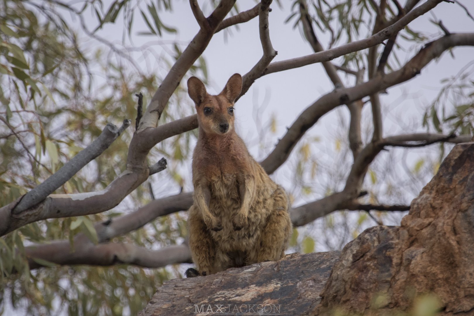 Purple-necked Rock-wallaby (Petrogale purpureicollis)