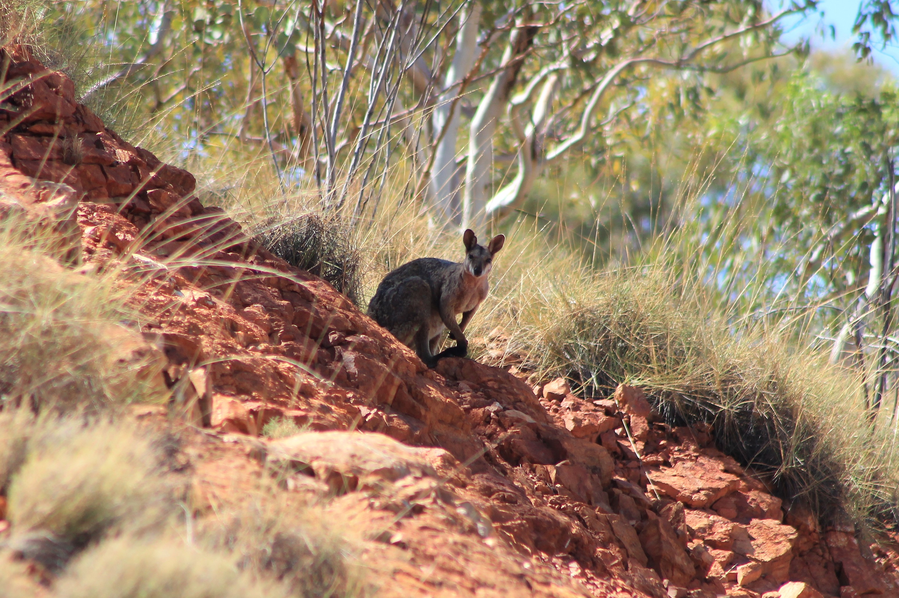 Purple-necked Rock Wallaby (Petrogale purpureicollis)