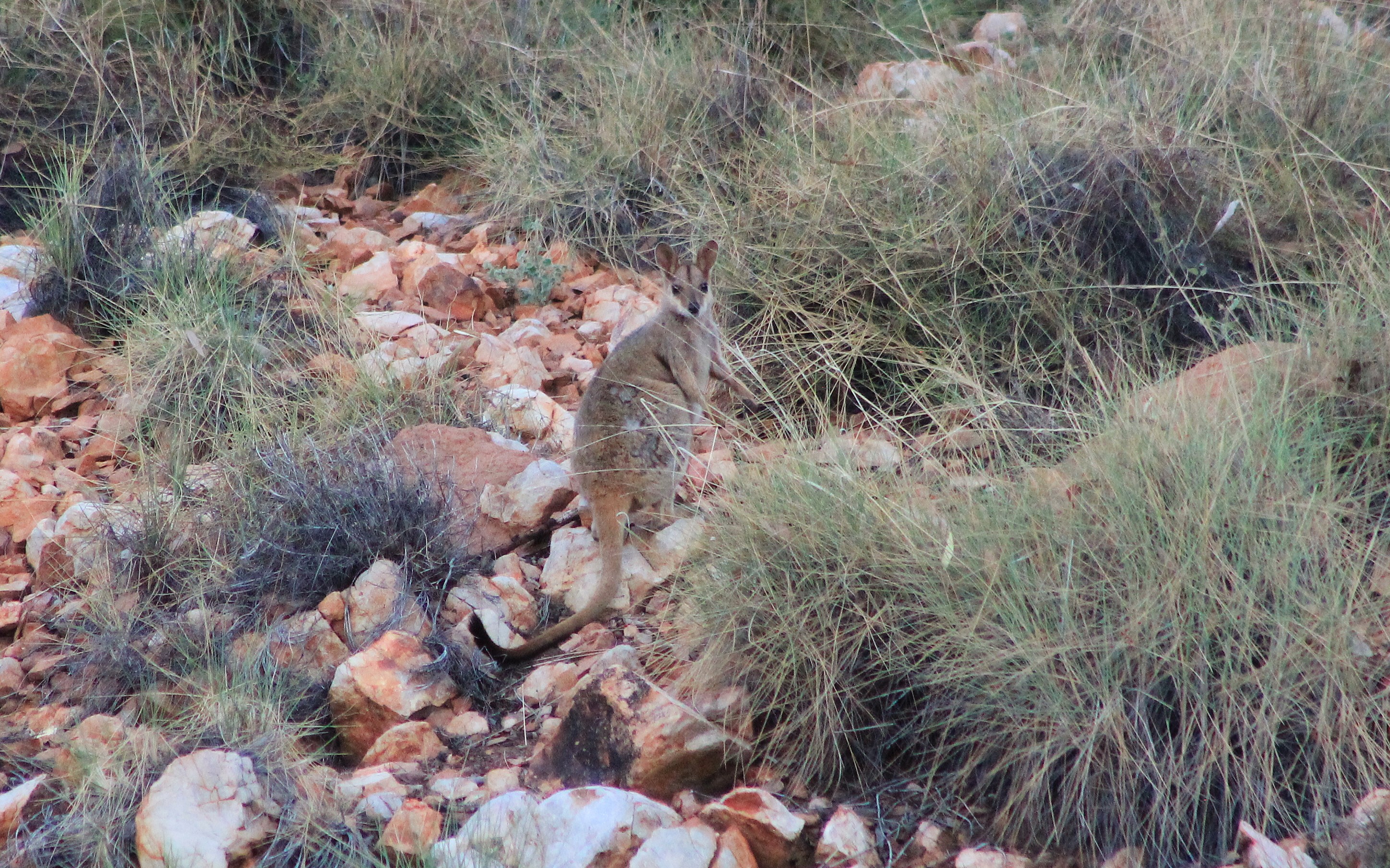Purple-necked Rock Wallaby (Petrogale purpureicollis)