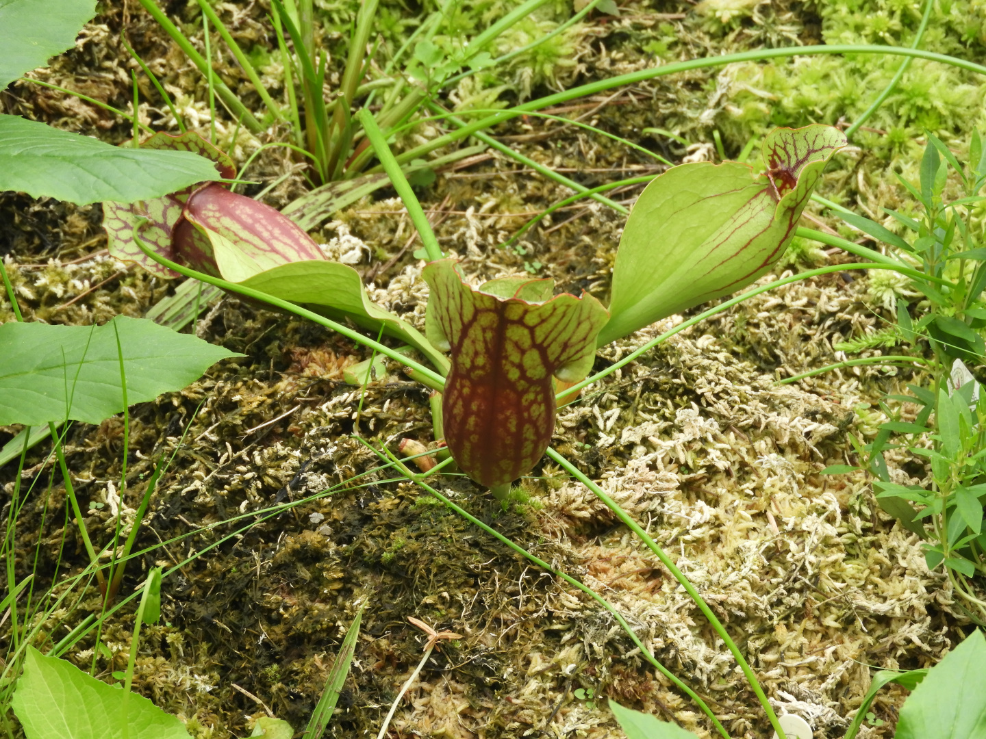 Purple Pitcher Plant (Sarracenia purpurea)