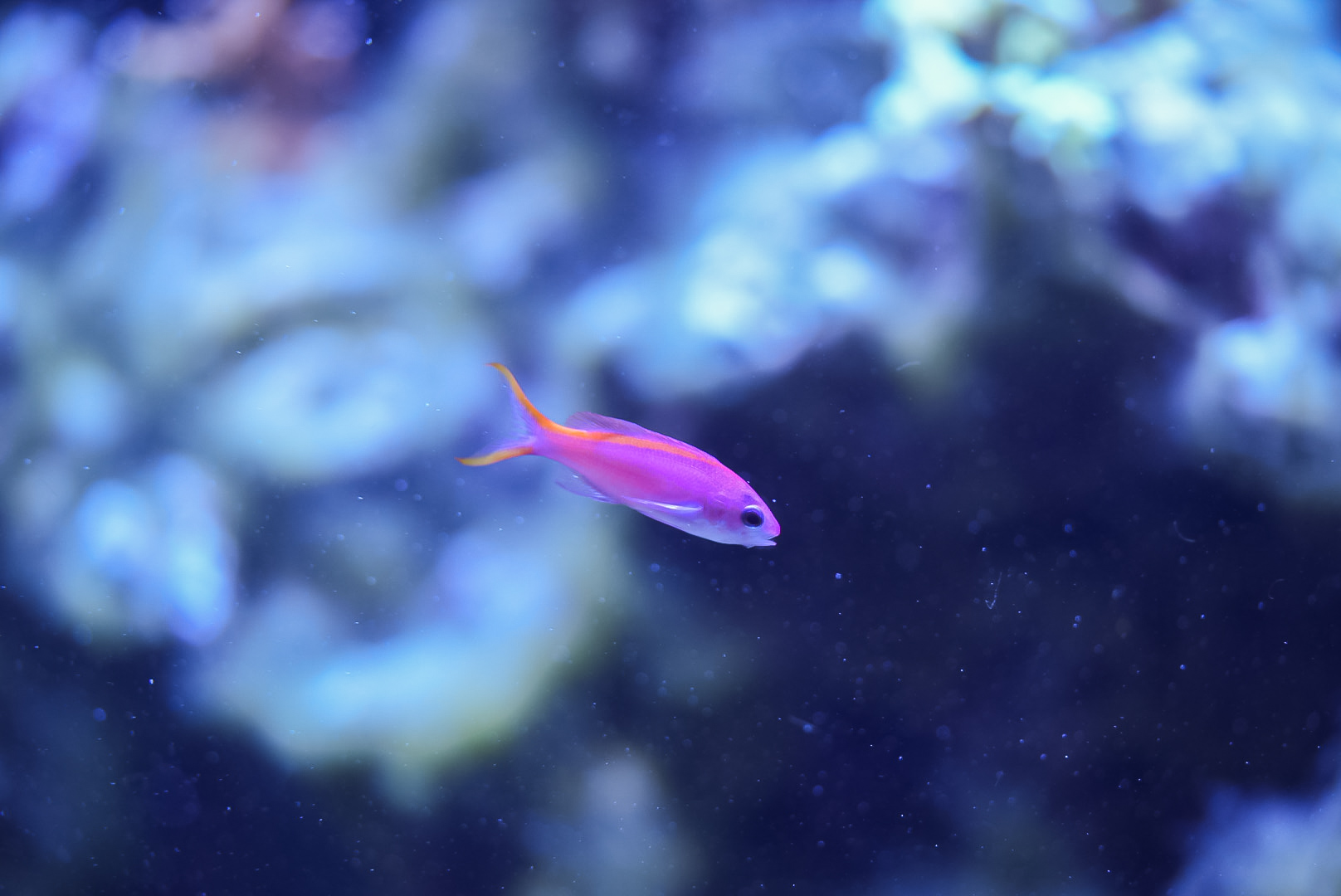 Purple Queen Anthias (female)