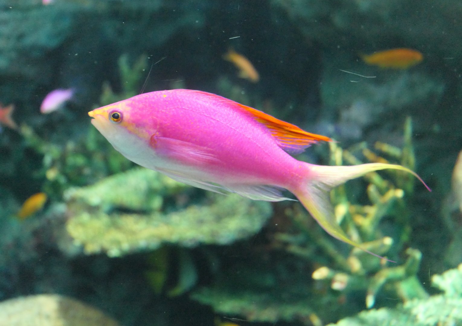 Purple Queen Anthias (Mirolabrichthys pascalus) - Japanese morph