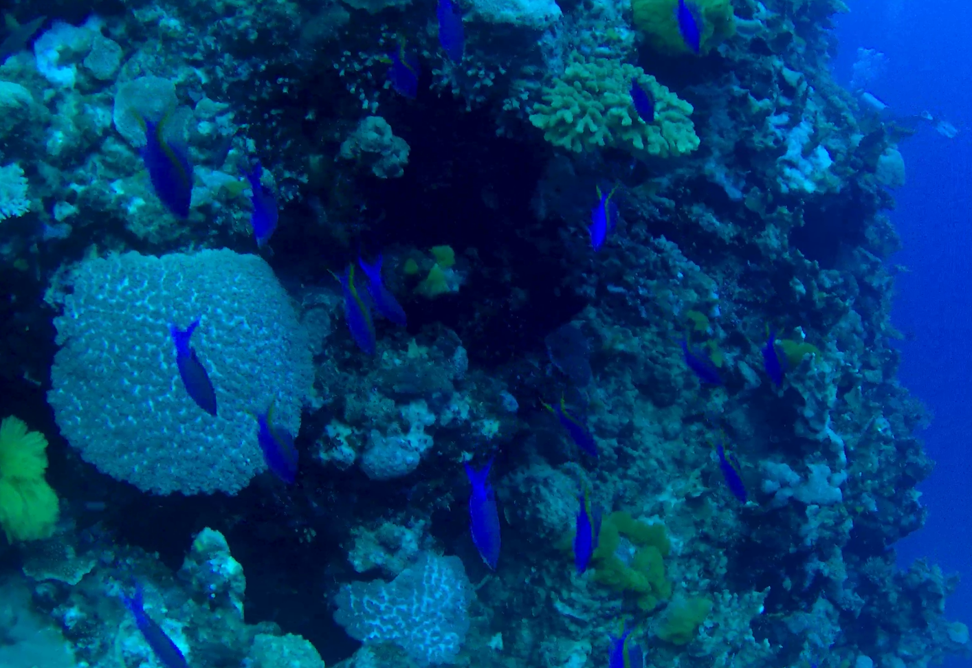 Purple Queen Anthias (Mirolabrichthys tuka)