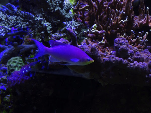 Purple queen anthias (Mirolabrichthys tuka )