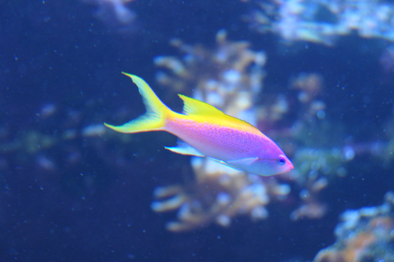 Purple Queen Anthias (Mirolabrichthys tuka)